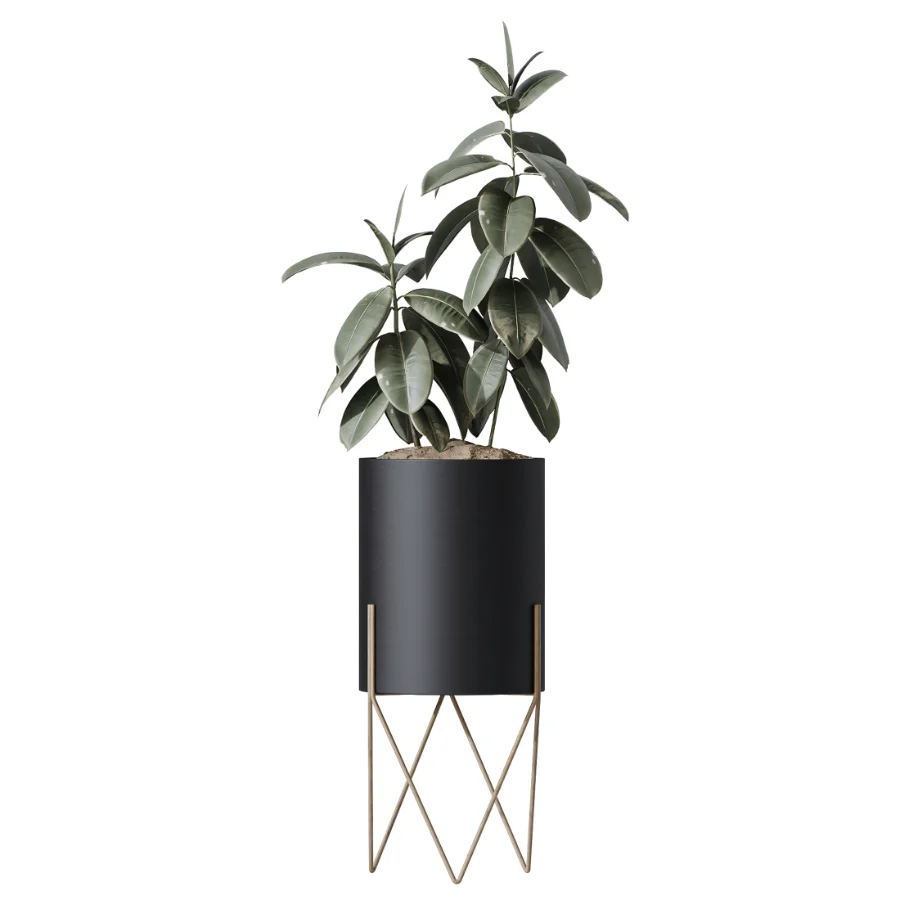 AV Indoor Plants Set 502 Ficus Bird Of Paradise Rhapis Microcarpa Bonsai - Image 2