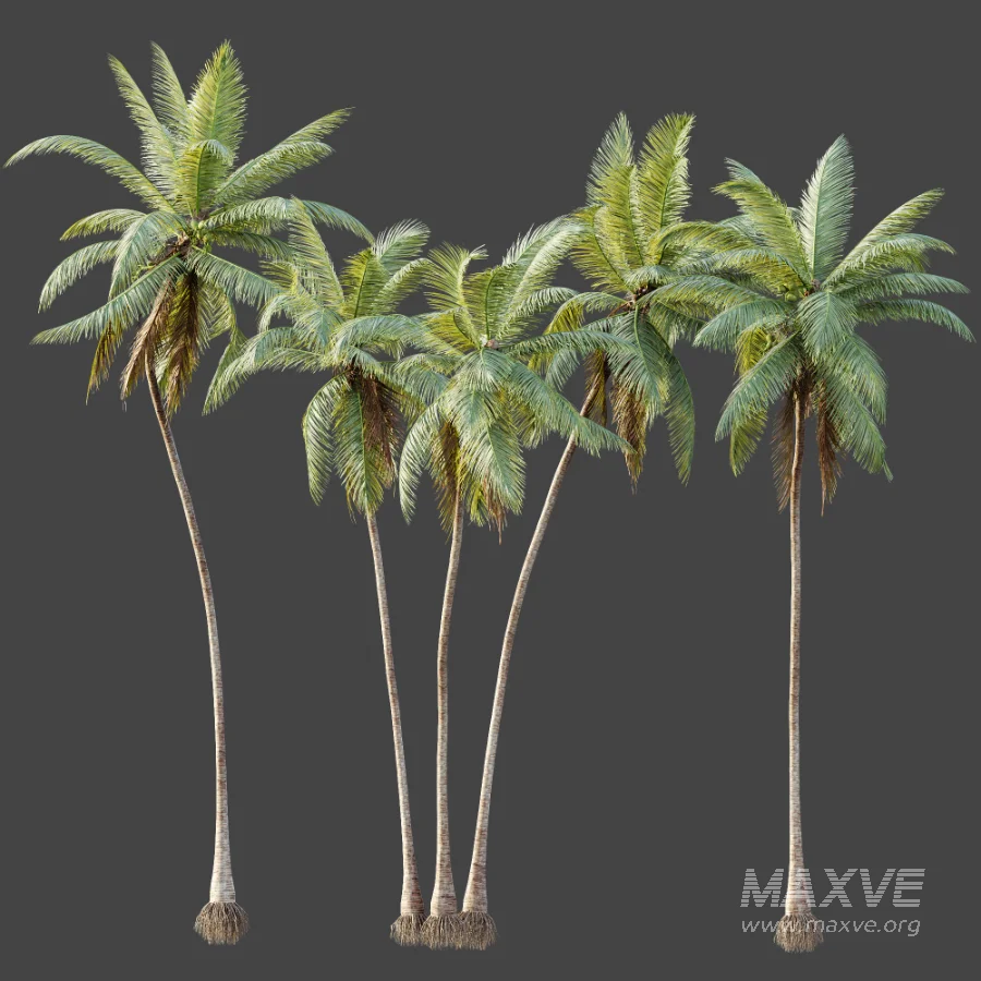 AV Plant Cocos Nucifera Palm Tree 02 - Image 6