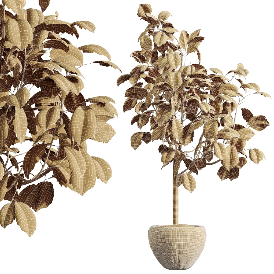 AV Indoor Plants Set 519 Orange Tree Ficus Marginata Alocasia Areca Palm Olive - Image 9