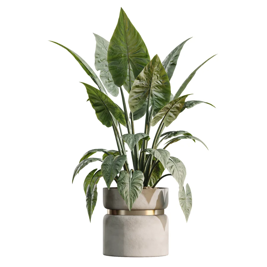 AV Indoor Plants Set 505 Alocasia Elefantenohr Eucalyptus Bouquet Olive Ficus - Image 4