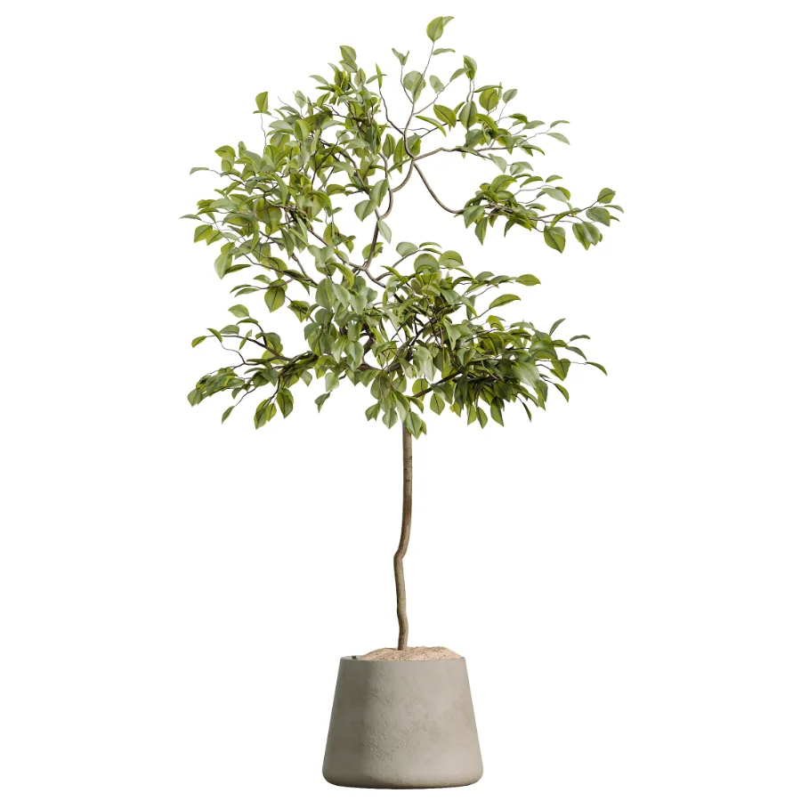 AV Indoor Plants Set 534 ParadiseBird Areca Palm Olive Ficus Dracaena Marginata - Image 2