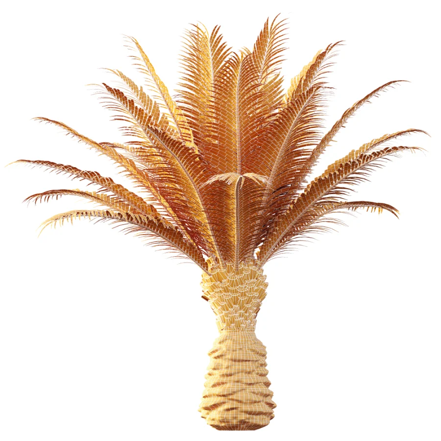 AV Plant Phoenix Canariensis Palm Tree 03 - Image 8