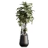 AV Indoor Plants Set 502 Ficus Bird Of Paradise Rhapis Microcarpa Bonsai - Thumbnail 1