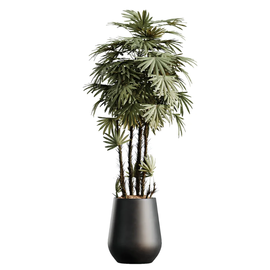AV Indoor Plants Set 502 Ficus Bird Of Paradise Rhapis Microcarpa Bonsai - Image 1