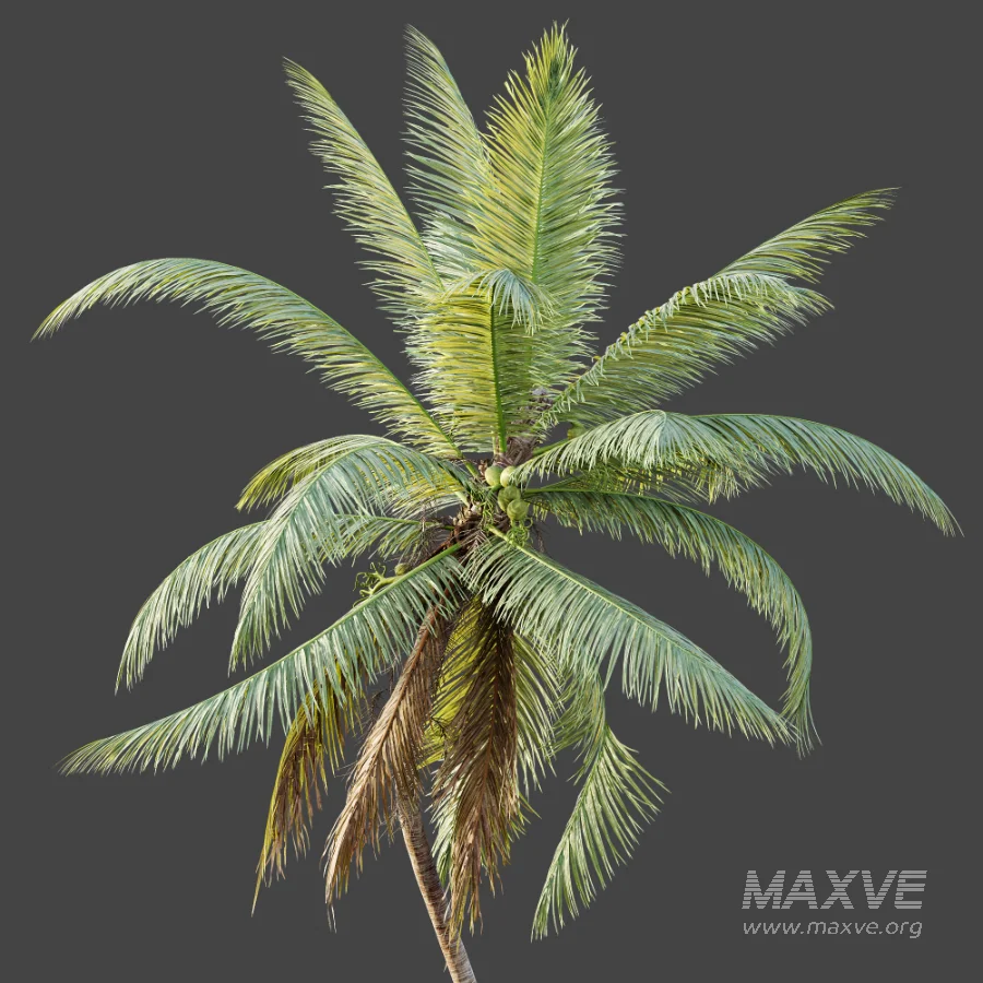 AV Plant Cocos Nucifera Palm Tree 02 - Image 5