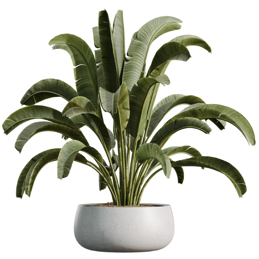 AV Indoor Plants Set 507 Yucca Banana Olive Orange Tree Schefflera Arboricola - Image 5