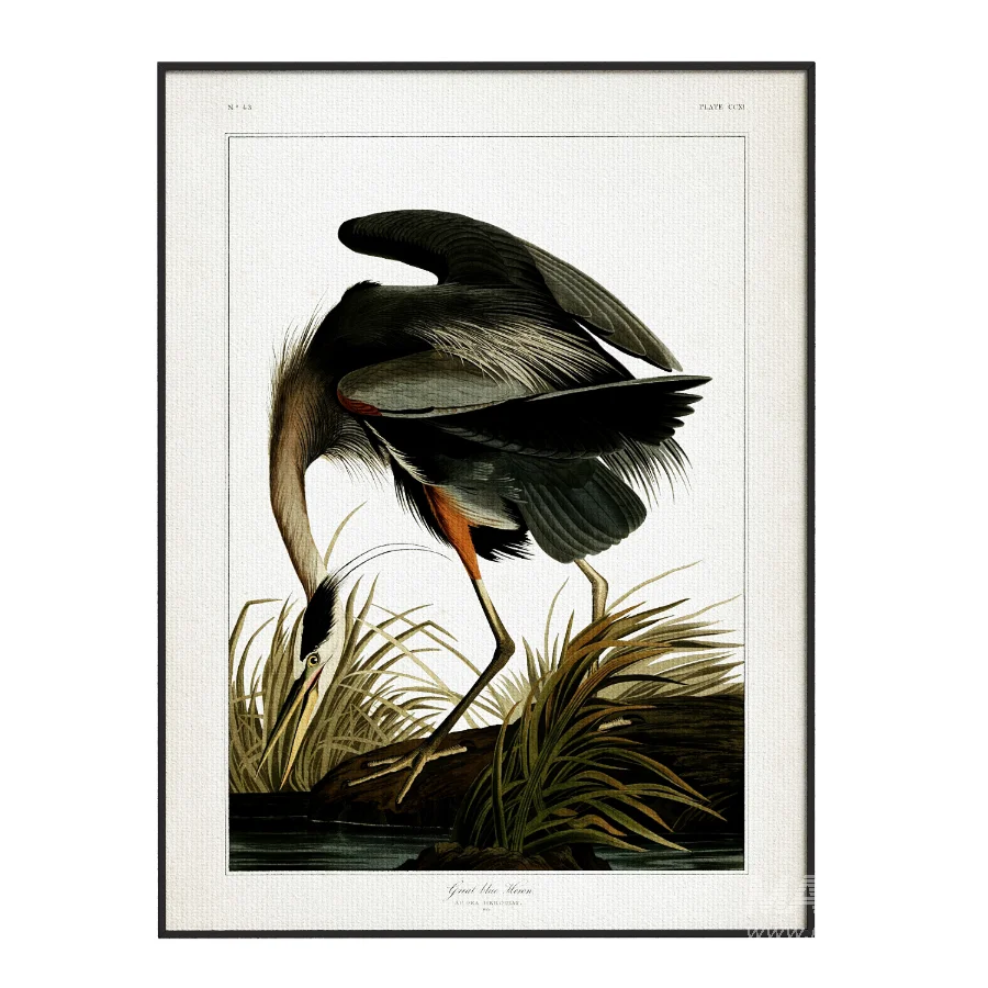 Great Blue Heron Print - Image 2