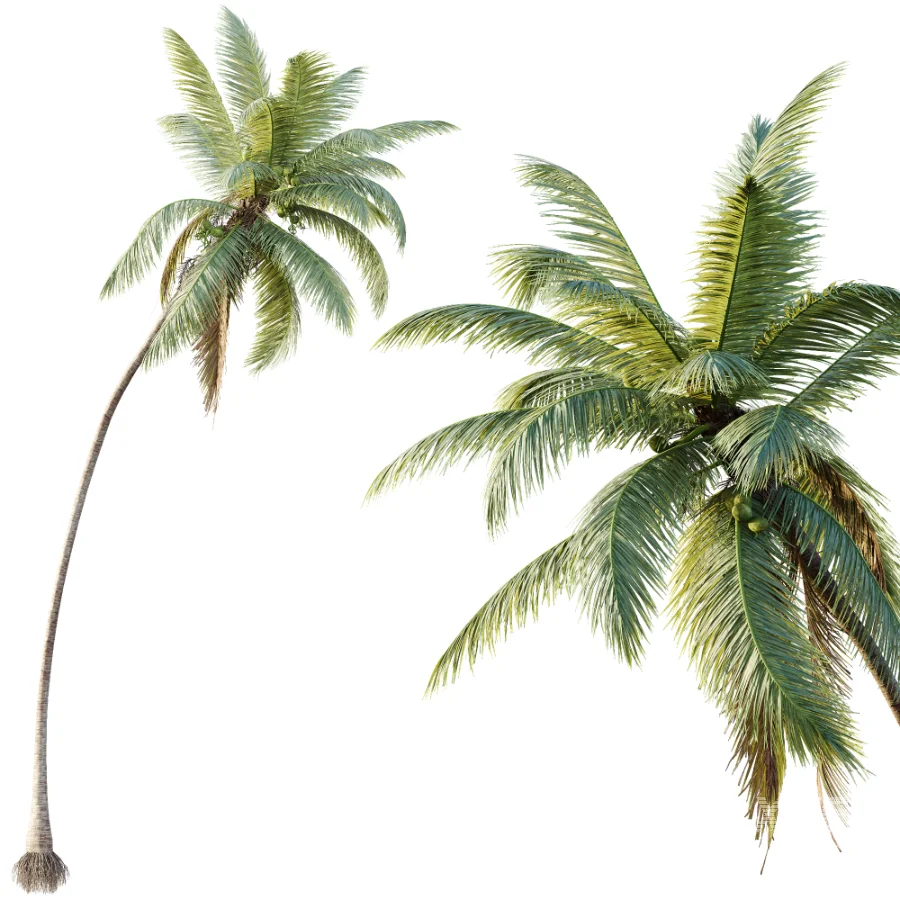 AV Plant Cocos Nucifera Palm Tree 02 - Image 3