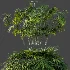 AV Plant Rhapis Excelsa Palm Bush 02 - Thumbnail 6