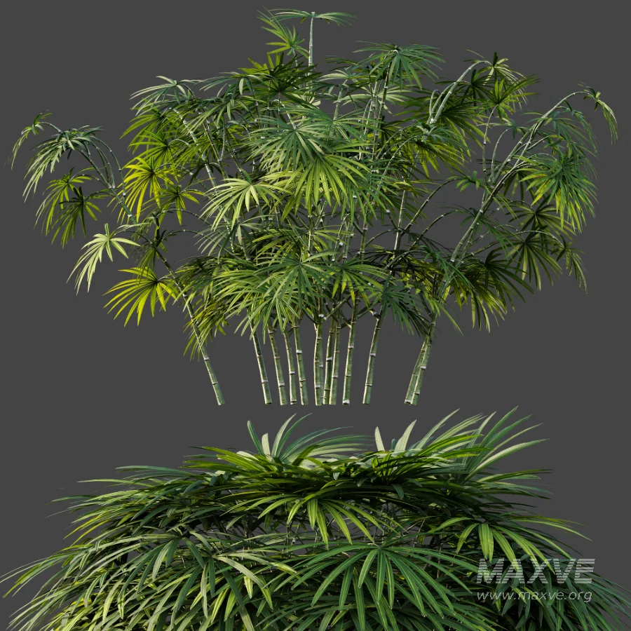 AV Plant Rhapis Excelsa Palm Bush 02 - Image 6