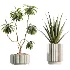 AV Indoor Plants Set 513 Aloe Vera Elegant Monstera Alnus Ficus Areca Palm - Thumbnail 6