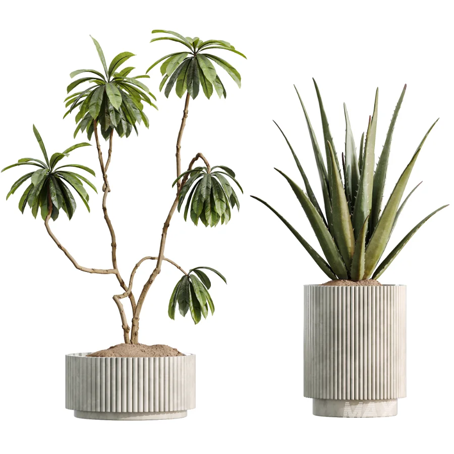 AV Indoor Plants Set 513 Aloe Vera Elegant Monstera Alnus Ficus Areca Palm - Image 6