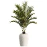 AV Indoor Plants Set 518 Banana Lemon Dragon Areca Palm Schefflera Ficus Bonsai - Thumbnail 2