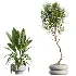AV Indoor Plants Set 517 Ficus Coconut Palm Ficus Elastica Olive Eucalyptus - Thumbnail 8
