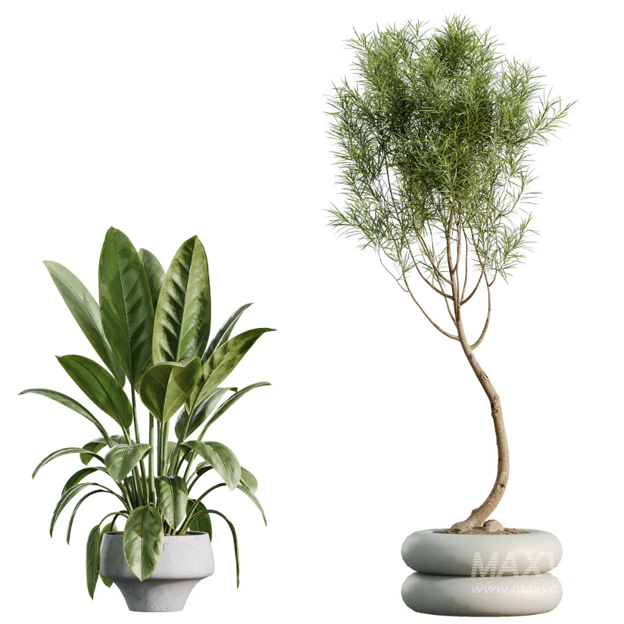 AV Indoor Plants Set 517 Ficus Coconut Palm Ficus Elastica Olive Eucalyptus - Image 8