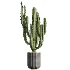AV Indoor Plants Set 533 ParadiseBird Olive Fruit Bosnai Orange Tree Cactus - Thumbnail 1
