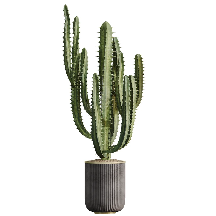 AV Indoor Plants Set 533 ParadiseBird Olive Fruit Bosnai Orange Tree Cactus - Image 1