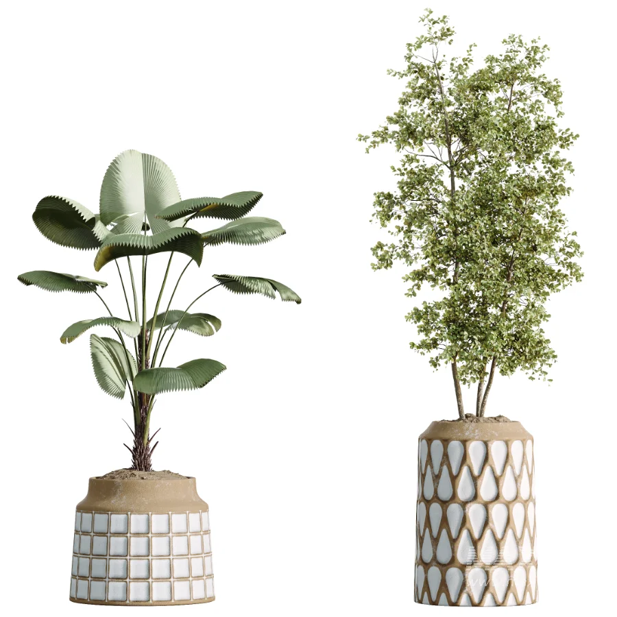 AV Indoor Plants Set 509 Licuala Palm Olive Ficus Binnendijkii Drupifera Areca Palm - Image 6