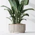 AV Indoor Plants Set 521 Yucca ParadiseBird Ficus Microcarpa Bonsai Marginata - Thumbnail 7