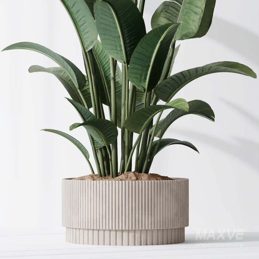 AV Indoor Plants Set 521 Yucca ParadiseBird Ficus Microcarpa Bonsai Marginata - Image 7