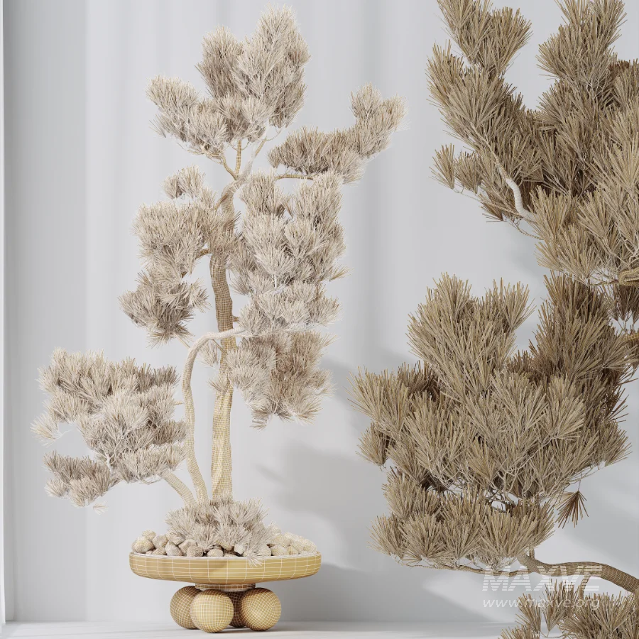 AV Indoor Plants Set 535 Bonsai Pinus Pentaphylla Thunbergii - Image 9