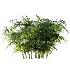 AV Plant Rhapis Excelsa Palm Bush 02 - Thumbnail 3