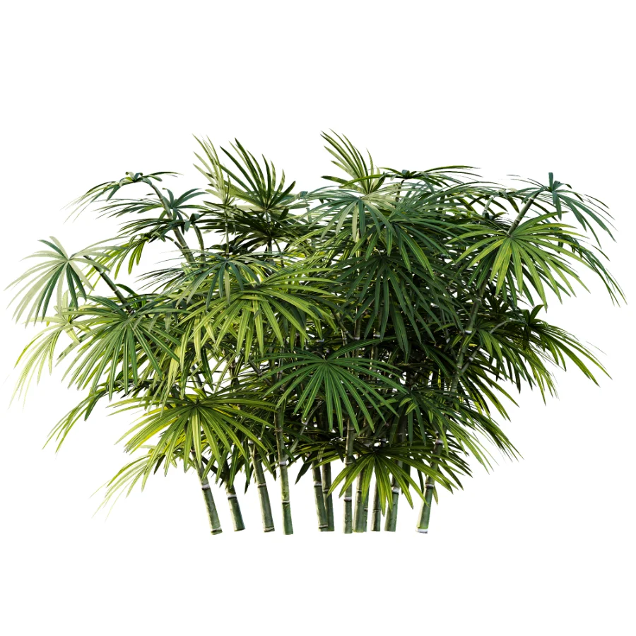 AV Plant Rhapis Excelsa Palm Bush 02 - Image 3