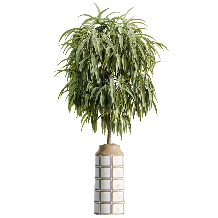 AV Indoor Plants Set 509 Licuala Palm Olive Ficus Binnendijkii Drupifera Areca Palm - Image 5