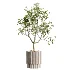 AV Indoor Plants Set 521 Yucca ParadiseBird Ficus Microcarpa Bonsai Marginata - Thumbnail 4