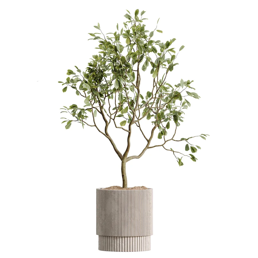 AV Indoor Plants Set 521 Yucca ParadiseBird Ficus Microcarpa Bonsai Marginata - Image 4