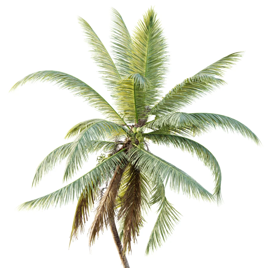 AV Plant Cocos Nucifera Palm Tree 02 - Image 1