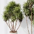 AV Indoor Plants Set 510 Yucca Briful Pachira Banana Olive - Thumbnail 7