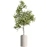 AV Indoor Plants Set 510 Yucca Briful Pachira Banana Olive - Thumbnail 2