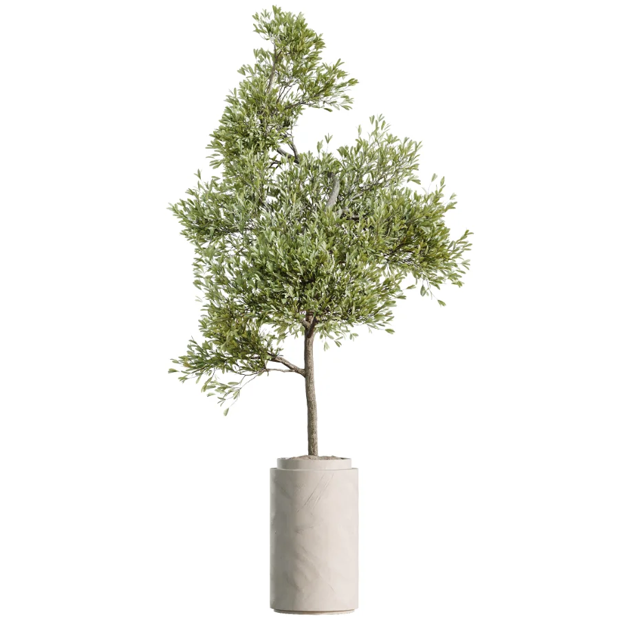 AV Indoor Plants Set 510 Yucca Briful Pachira Banana Olive - Image 2