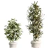 AV Indoor Plants Set 518 Banana Lemon Dragon Areca Palm Schefflera Ficus Bonsai - Thumbnail 4