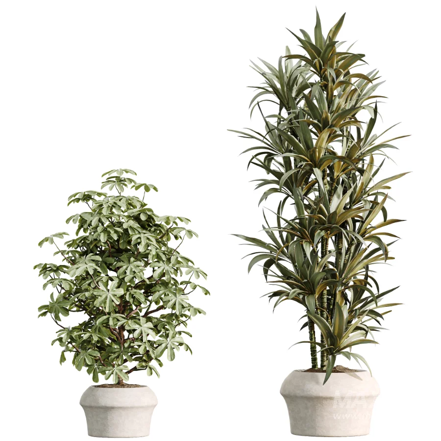 AV Indoor Plants Set 518 Banana Lemon Dragon Areca Palm Schefflera Ficus Bonsai - Image 4