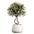 AV Indoor Plants Set 530 Olive Fruit Orange Tree Lemon Lime Calathea Lutea - Thumbnail 5