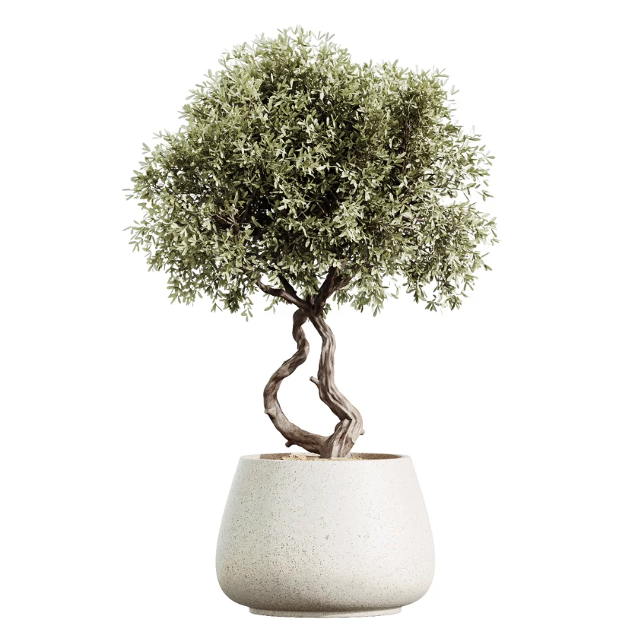 AV Indoor Plants Set 530 Olive Fruit Orange Tree Lemon Lime Calathea Lutea - Image 5
