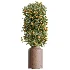 AV Indoor Plants Set 519 Orange Tree Ficus Marginata Alocasia Areca Palm Olive - Thumbnail 3