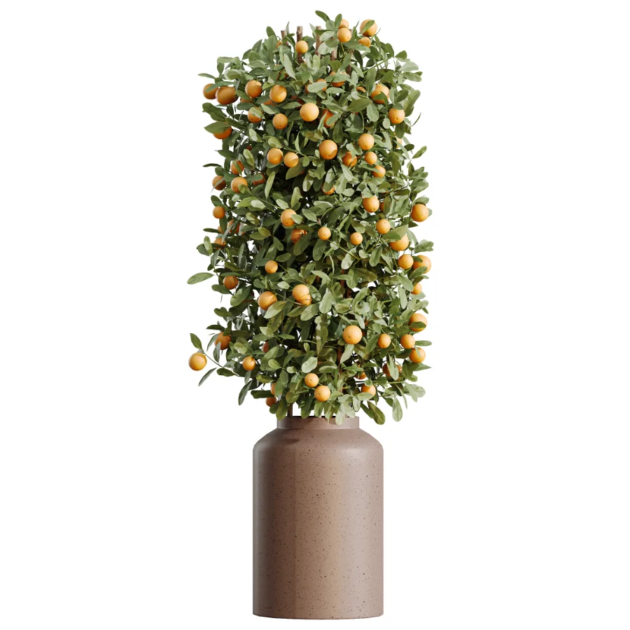 AV Indoor Plants Set 519 Orange Tree Ficus Marginata Alocasia Areca Palm Olive - Image 3