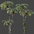 AV Plant Sphaeropteris Lepifera Palm Tree 02 - Thumbnail 5
