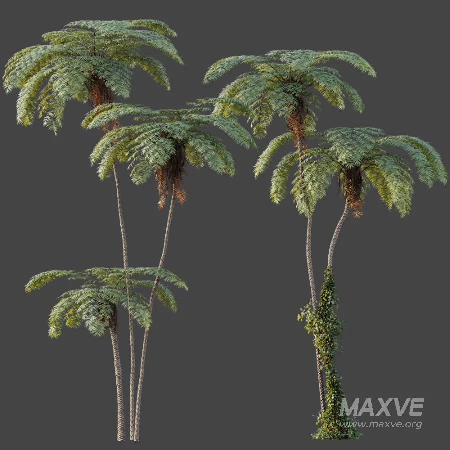 AV Plant Sphaeropteris Lepifera Palm Tree 02 - Image 5