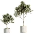 AV Indoor Plants Set 531 Olive Lemon Dragon Sansevieria Schefflera Arboricola - Thumbnail 6