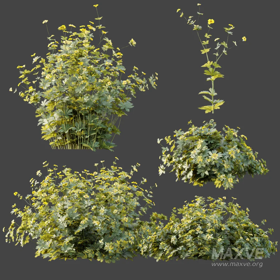 AV Plant Bush Tormentil Potentilla Erecta 02 - Image 7