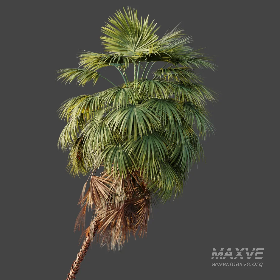 AV Plant Washingtonia Robusta 6 Palm Tree 02 - Image 3