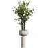 AV Indoor Plants Set 511 Olive Ficus microcarpa Rhapis Palm Giant Monstera - Thumbnail 2