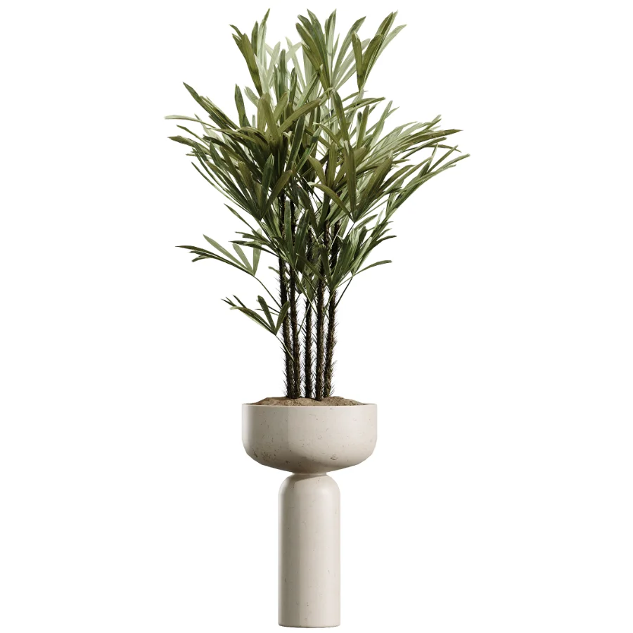 AV Indoor Plants Set 511 Olive Ficus microcarpa Rhapis Palm Giant Monstera - Image 2
