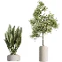AV Indoor Plants Set 510 Yucca Briful Pachira Banana Olive - Thumbnail 8