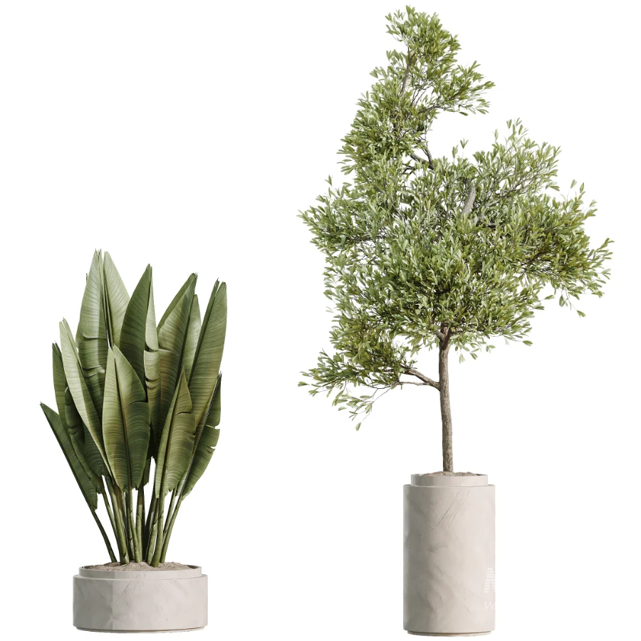 AV Indoor Plants Set 510 Yucca Briful Pachira Banana Olive - Image 8