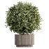 AV Indoor Plants Set 520 Briful Pachira Olive Giant Monstera Ficus Cyathistipula - Thumbnail 1